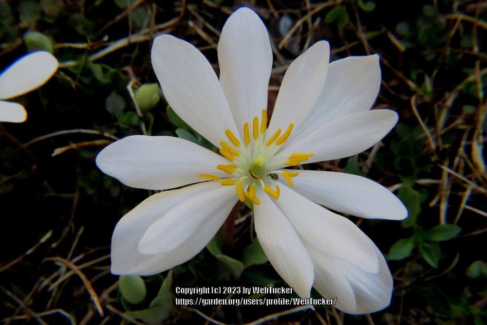 Photo of Bloodroot (Sanguinaria canadensis) uploaded by WebTucker