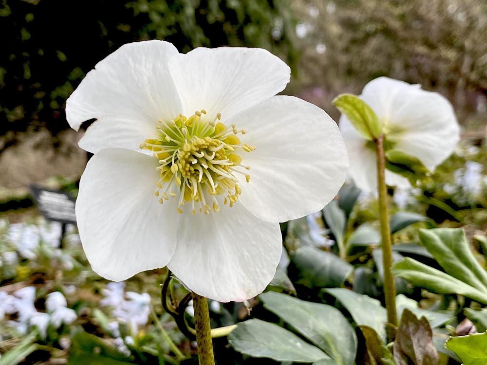 Photo of Hellebore (Helleborus niger Gold Collection® Jacob) uploaded by csandt