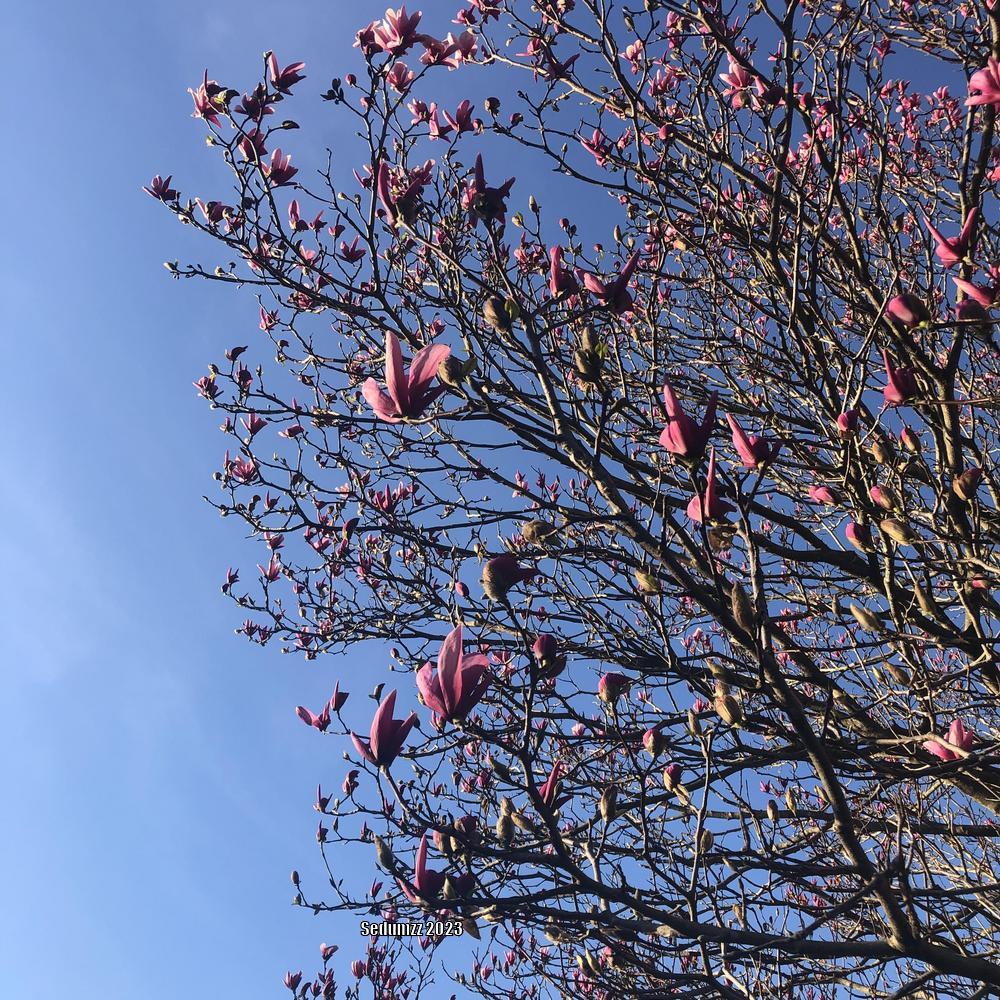 Photo of Saucer Magnolia (Magnolia x soulangeana) uploaded by sedumzz
