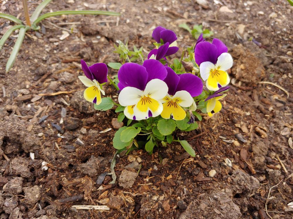 Photo of Johnny Jump-Up (Viola tricolor) uploaded by Flowerlover6