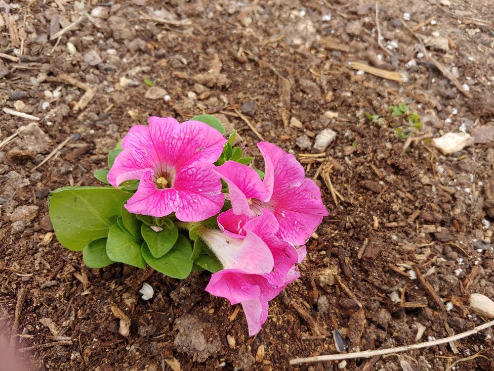 Photo of Garden Petunia (Petunia 'Balcony Mix') uploaded by Flowerlover6