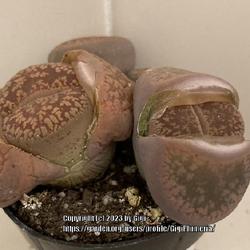 Location: My garden in Tampa, Florida
Date: 2023-03-11
New purchase, came with 4 Lithops, 2 bigger ones have emerging gr