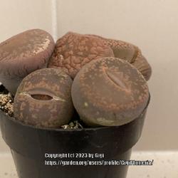 Location: My garden in Tampa, Florida
Date: 2023-03-11
New purchase, with 2 baby lithops.