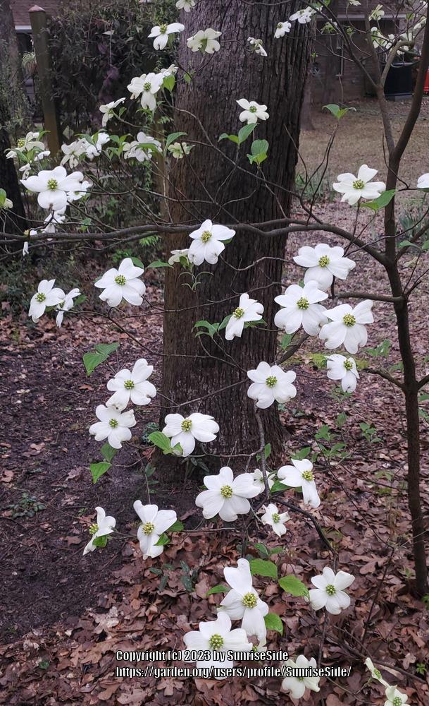 Photo of Flowering Dogwood (Cornus florida) uploaded by SunriseSide