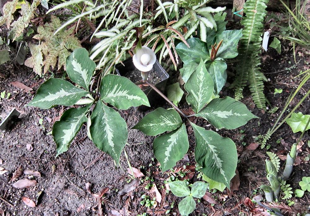 Photo of Japanese Cobra Lily (Arisaema sikokianum) uploaded by Strever