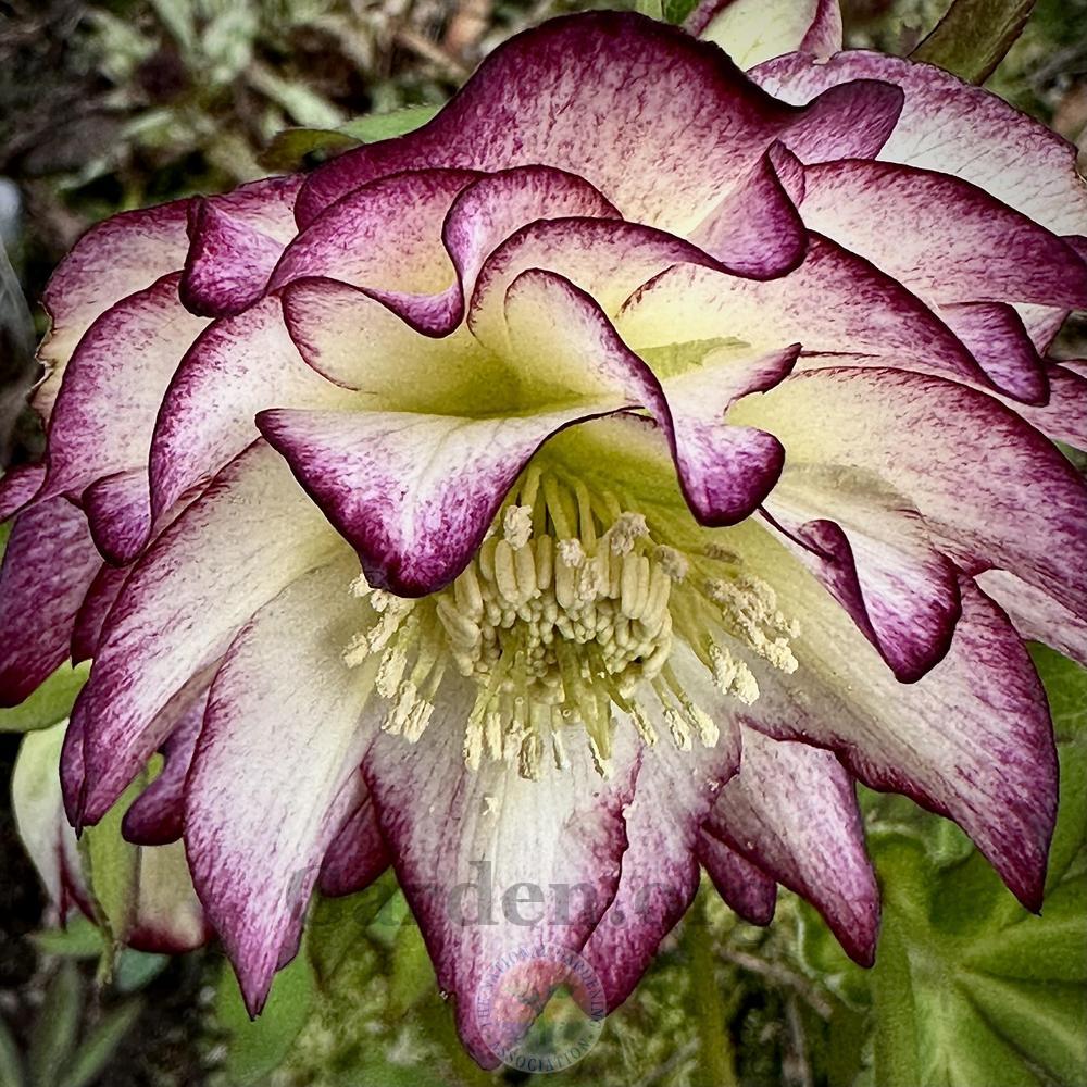 Photo of Hellebore (Helleborus Winter Jewels™ Rose Quartz) uploaded by springcolor