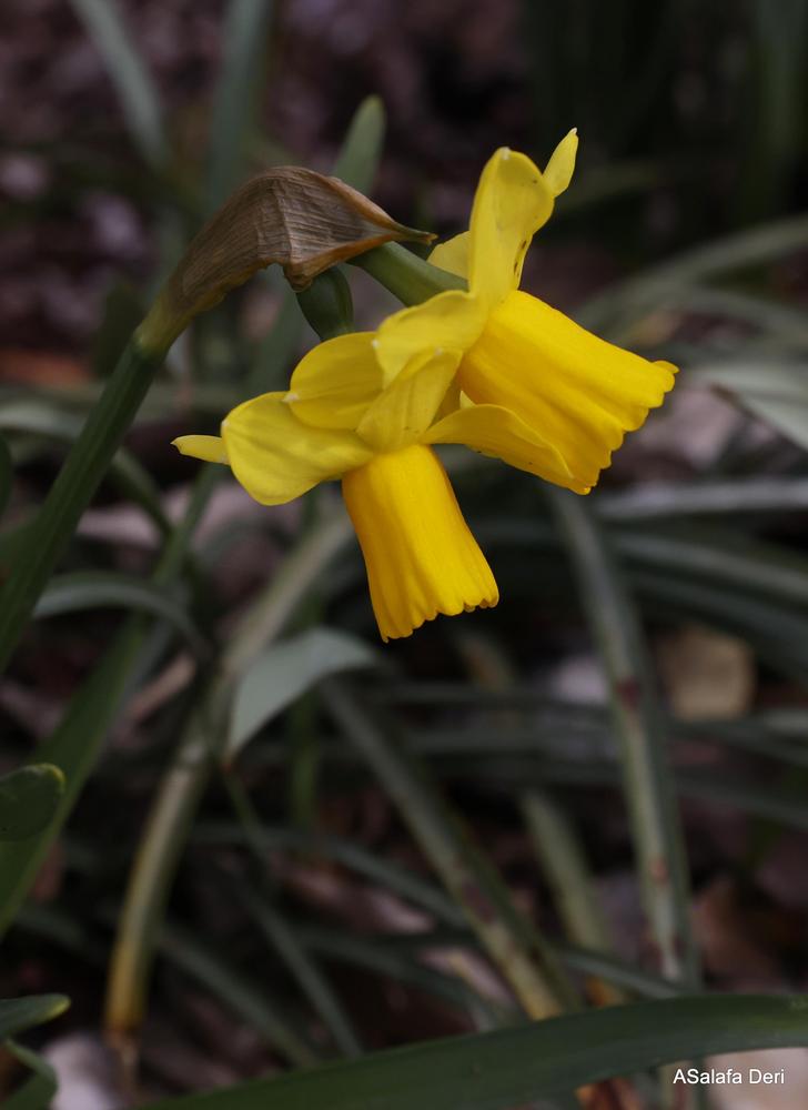 Photo of Daffodil (Narcissus 'Tete-a-Tete') uploaded by ASalafaDeri