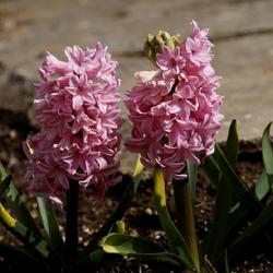Location: My Garden of Good and Evil
Date: 2023-03-11
Also left: Hyacinthus orientalis 'China Pink' and right: Hyacinth