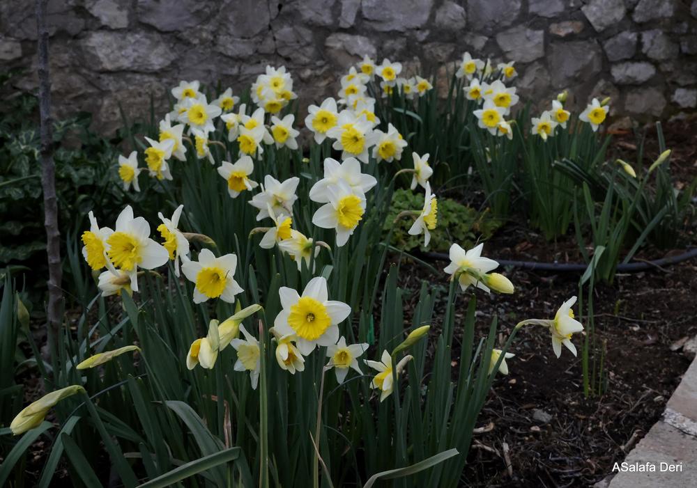 Photo of Large-Cupped Daffodil (Narcissus 'Ice Follies') uploaded by ASalafaDeri