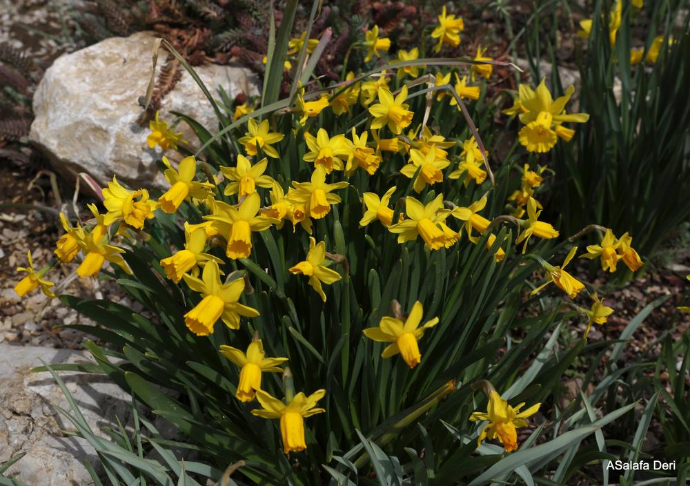 Photo of Daffodil (Narcissus 'Tete-a-Tete') uploaded by ASalafaDeri