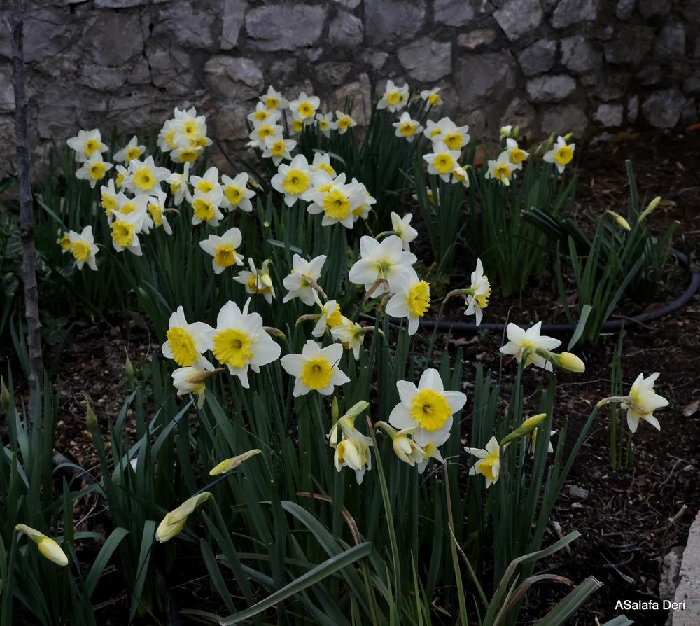 Photo of Large-Cupped Daffodil (Narcissus 'Ice Follies') uploaded by ASalafaDeri