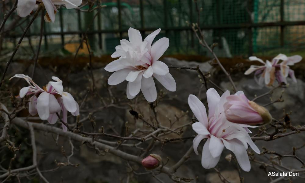 Photo of Star Magnolia (Magnolia stellata) uploaded by ASalafaDeri