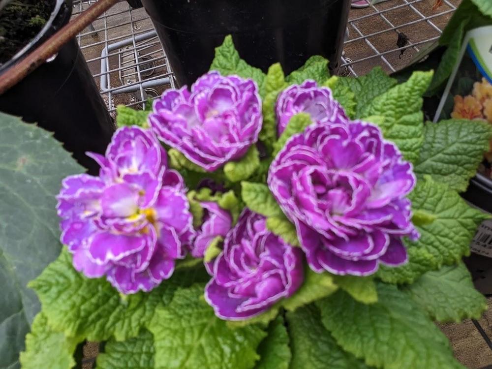 Photo of Primrose (Primula Belarina® Amethyst Ice) uploaded by Joy