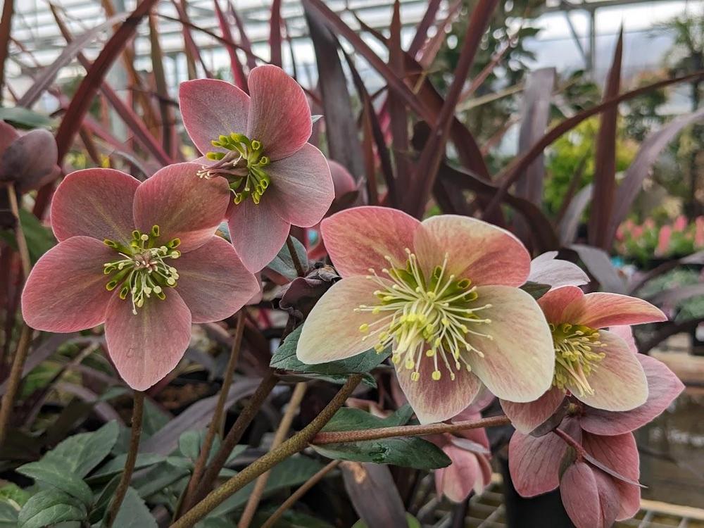 Photo of Hellebore (Helleborus Gold Collection® Merlin) uploaded by Joy