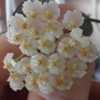 Penduncles are producing lovely creamy white blooms with yellow c