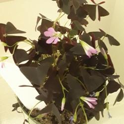 Location: Merritt Island, Florida
Date: 2023-03-15
Pretty purple flowers with almost black leaves