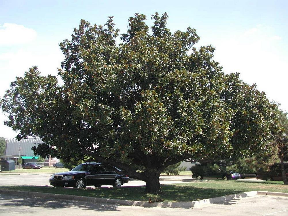 Photo of Southern Magnolia (Magnolia grandiflora) uploaded by jathton