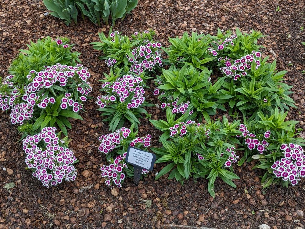 Photo of Dianthus (Dianthus barbatus Barbarini™ Purple Picotee) uploaded by LindsayG