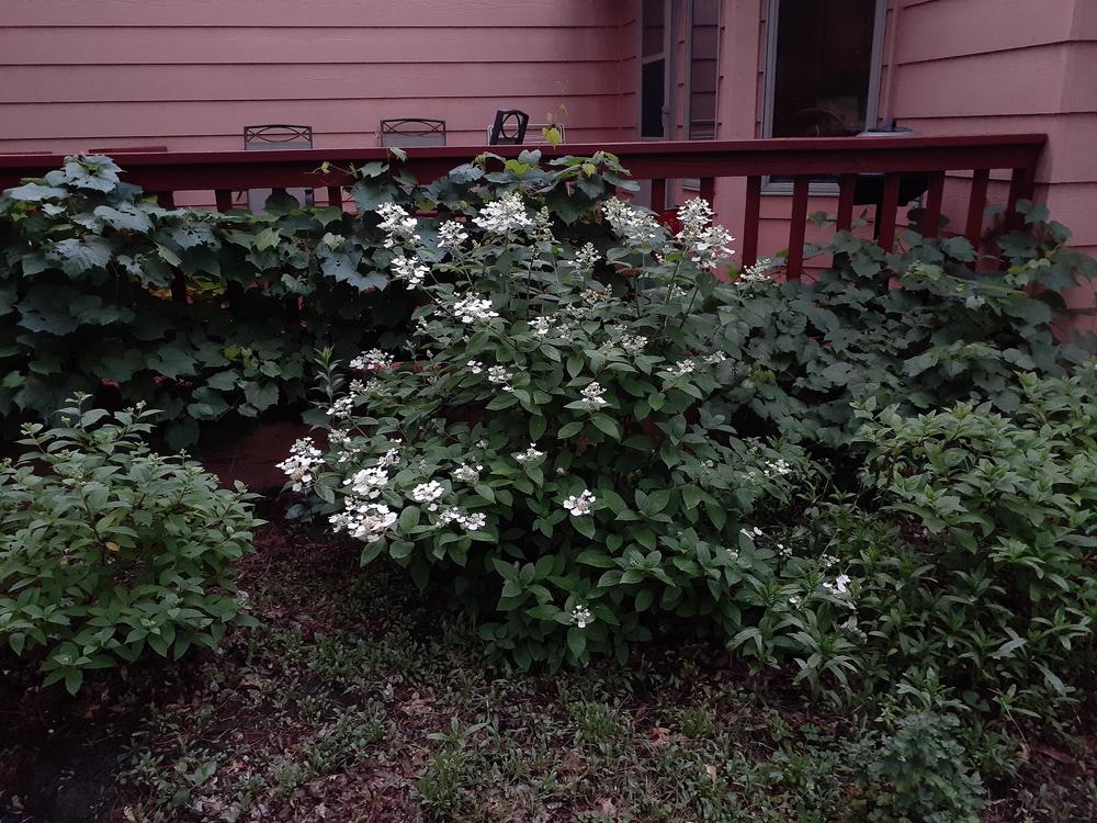 Photo of Late Panicle Hydrangea (Hydrangea paniculata Quick Fire®) uploaded by MNdigger