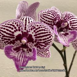 Location: My garden in Tampa, Florida
Date: 2023-03-15
My big lip Phal.