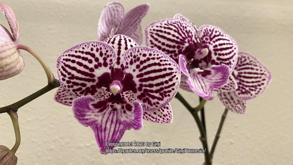 Photo of Moth Orchid (Phalaenopsis) uploaded by GigiPlumeria