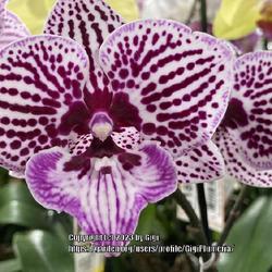 Location: My garden in Tampa, Florida
Date: 2023-03-15
My big lip Phal, jumped in my cart!