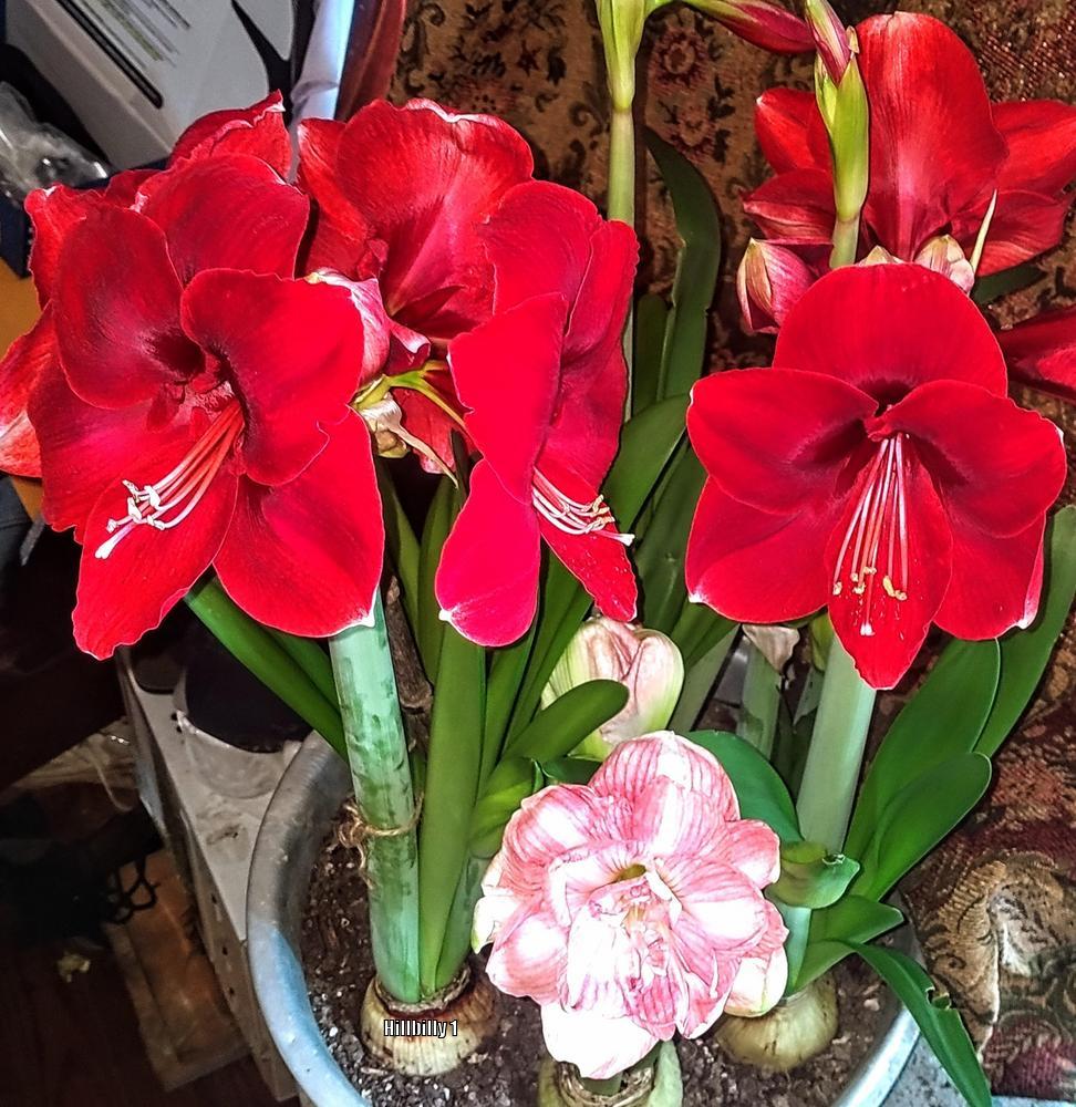 Photo of Amaryllis (Hippeastrum 'Red Lion') uploaded by HoodLily