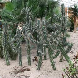 Location: Cactus Oase
Date: 2011-08-08