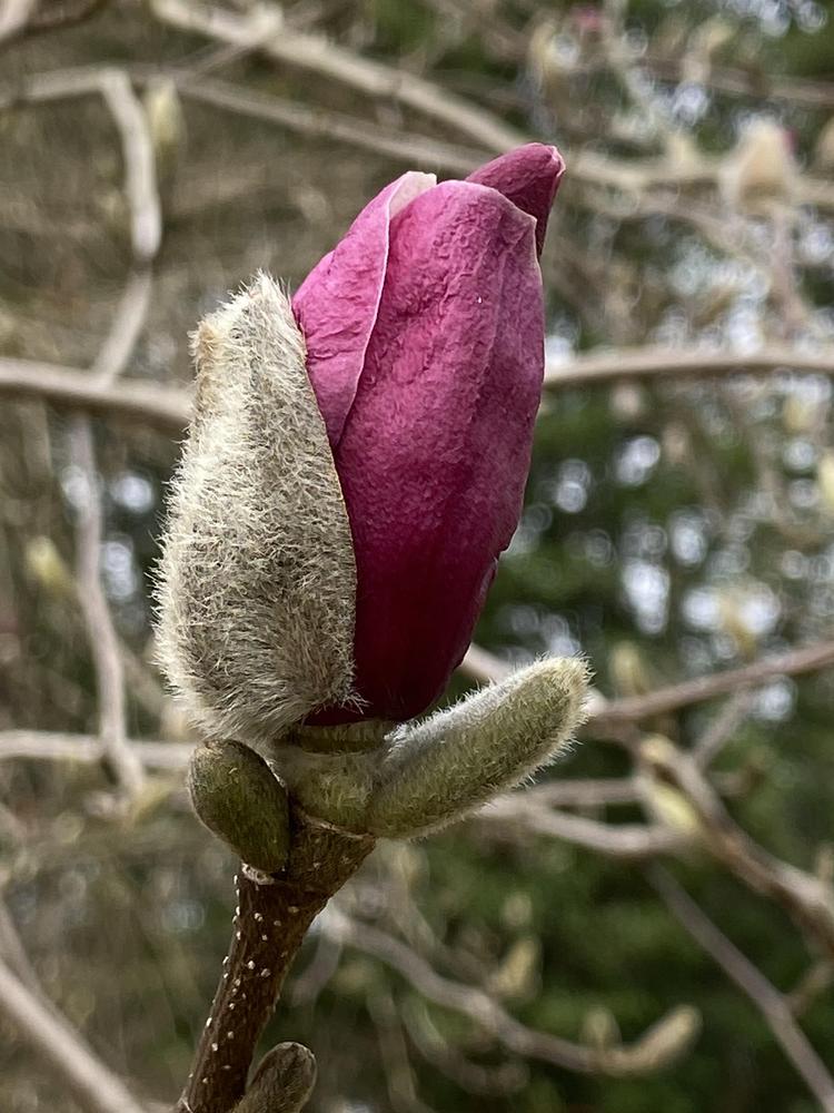 Photo of Saucer Magnolia (Magnolia x soulangeana) uploaded by csandt