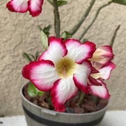 Location: My garden in Tampa, Florida
Date: 2023-03-19
Seed grown…, 3 years old,  blooms are similar to MD Addie!
