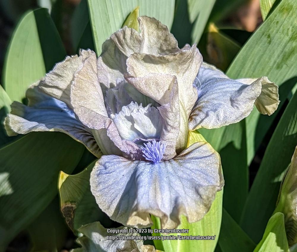 Photo of Miniature Dwarf Bearded Iris (Iris 'Aaah') uploaded by Gretchenlasater