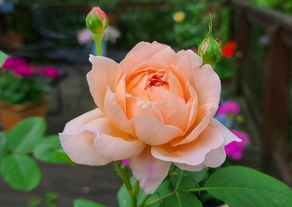 Photo of Rose (Rosa 'Carding Mill') uploaded by BrookeCarrollGant