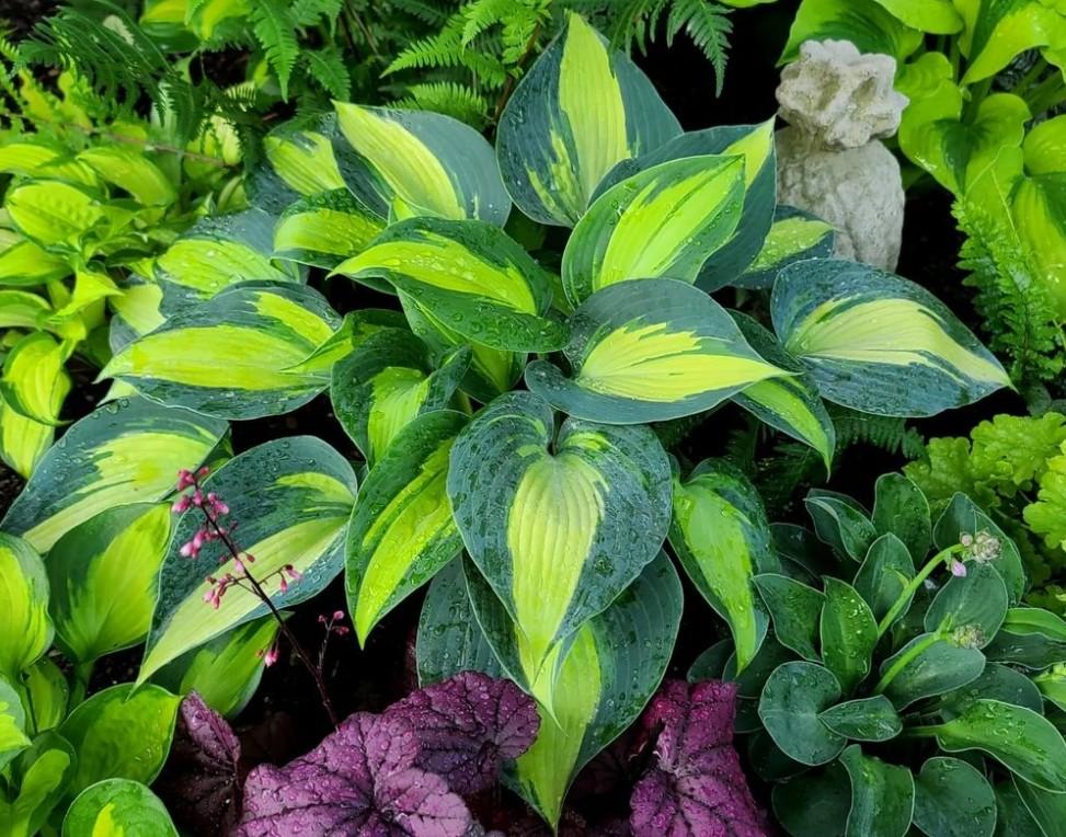 Photo of Hosta 'Touch of Class' uploaded by BrookeCarrollGant
