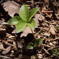 Location: my Zone 7b garden in North Georgia Mountains
Date: 2023-03-20
Several volunteer seedlings are emerging toward end of blooming p