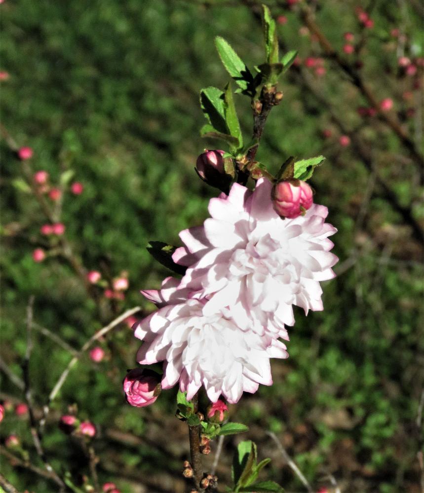 Photo of Flowering Almond (Prunus triloba) uploaded by PeggyC