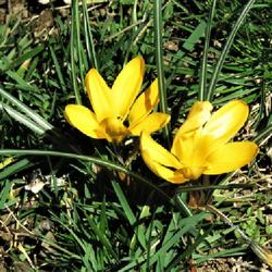 Location: North Carolina US
Date: 2023-02-14 We had no snow, just late flurries - but the Crocus arrived anyhow!