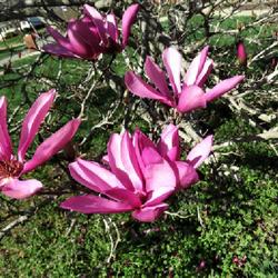 Location: North Carolina US
Date: 2023-02-28 In my neighbor's yard
My neighbor calls this a Jane Magnolia, as do most folks here in 