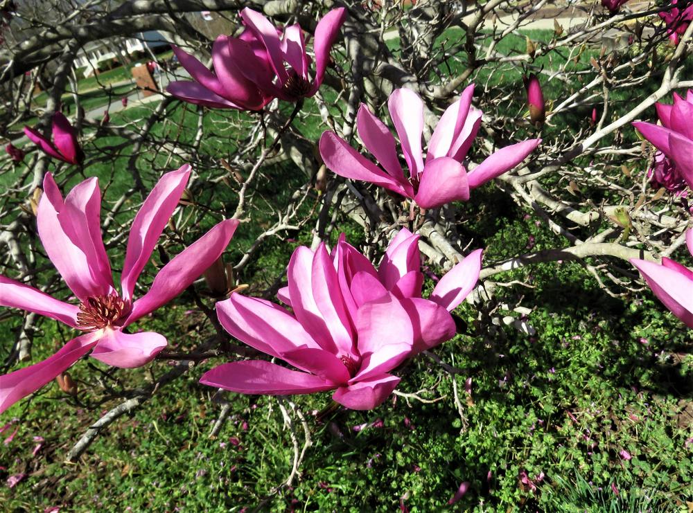 Photo of Saucer Magnolia (Magnolia x soulangeana) uploaded by PeggyC