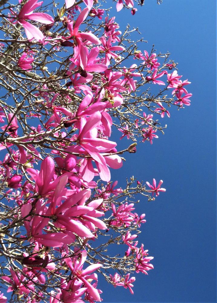 Photo of Saucer Magnolia (Magnolia x soulangeana) uploaded by PeggyC