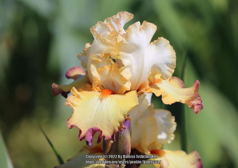 Photo of Tall Bearded Iris (Iris 'Expect Wonders') uploaded by Valery33