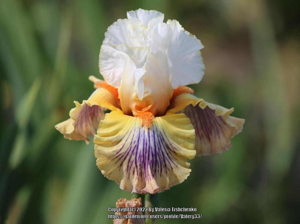 Photo of Tall Bearded Iris (Iris 'Exposé') uploaded by Valery33