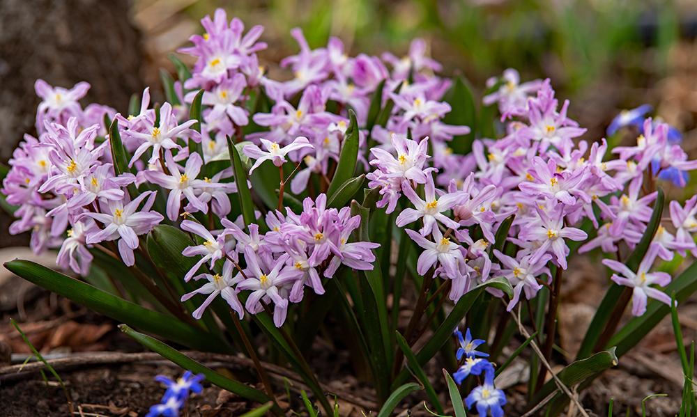 Photo of Glory of the snow (Scilla forbesii 'Pink Giant') uploaded by dirtdorphins