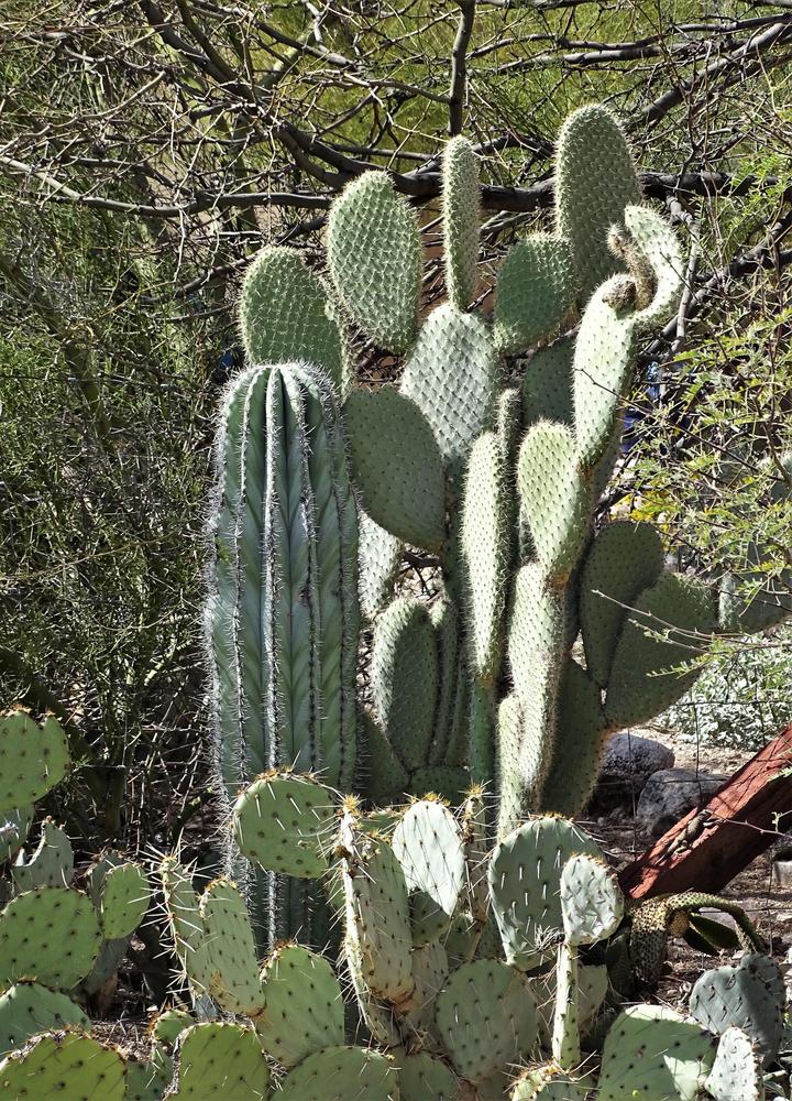 Photo of Mexican Giant Cardon (Pachycereus pringlei) uploaded by lasertrimguy