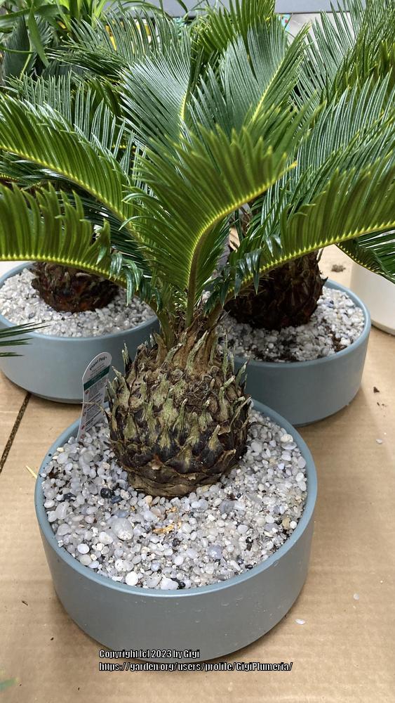 Photo of Sago Palm (Cycas revoluta) uploaded by GigiPlumeria