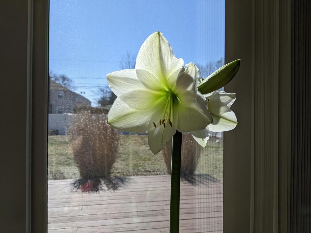 Photo of Amaryllis (Hippeastrum 'Denver') uploaded by Tienito