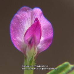 Location: Aberdeen, NC (N. Sycamore street)
Date: March 21, 2023
Common Vetch # 400; RAB p. 629, 98-36-3; AG page 142, 32-30-1; LH