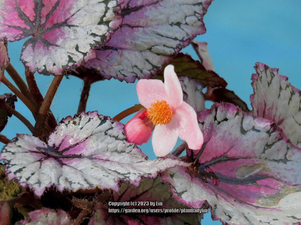 Photo of Begonias (Begonia) uploaded by plantladylin
