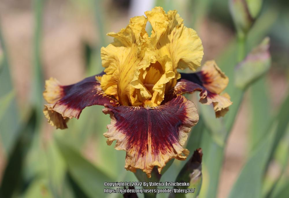 Photo of Tall Bearded Iris (Iris 'Mastery') uploaded by Valery33