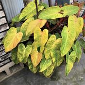 grown outside: very bright variegation, almost yellow!