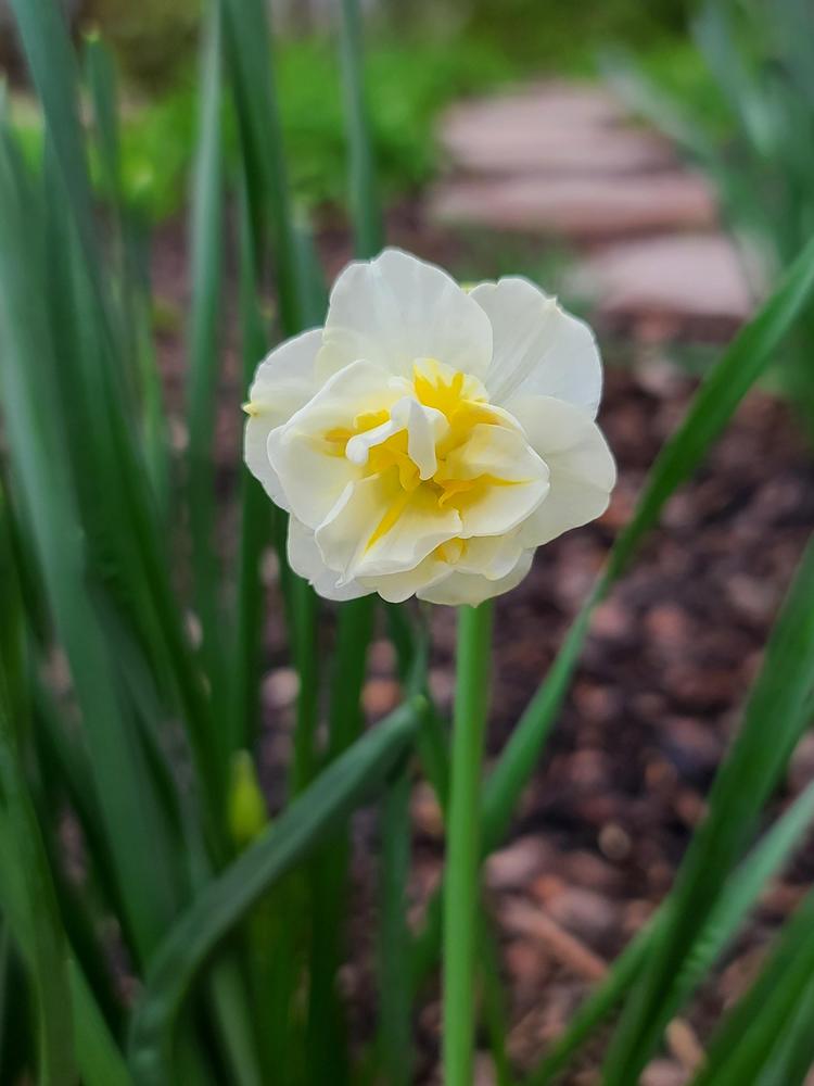 Photo of Double Daffodil (Narcissus 'Cheerfulness') uploaded by BrookeCarrollGant